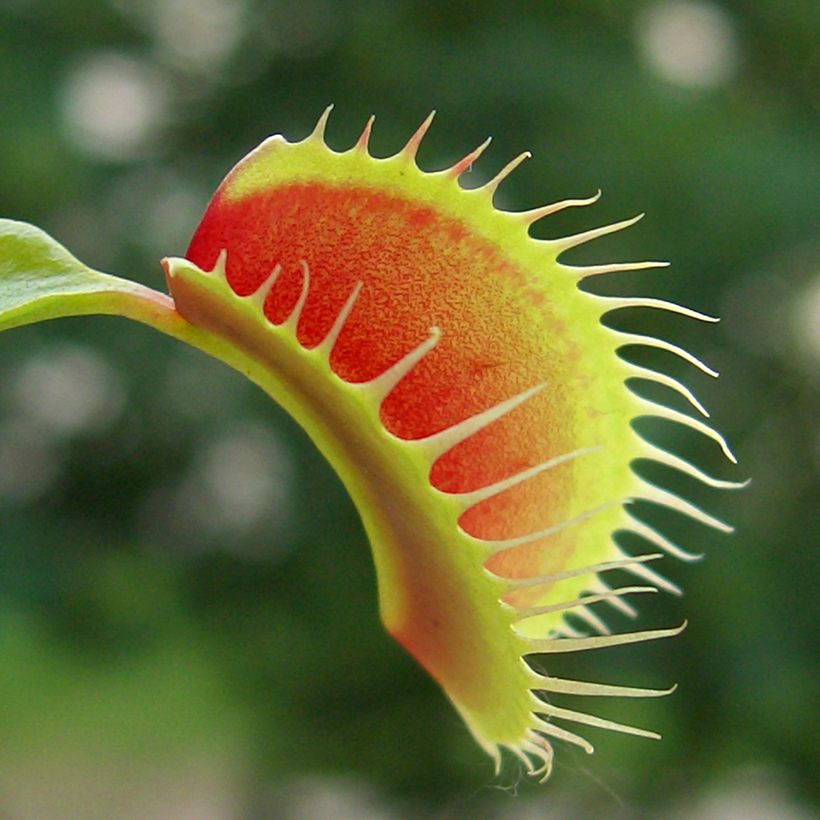 Semillas de Dionaea muscipula - Venus atrapamoscas (Follaje)