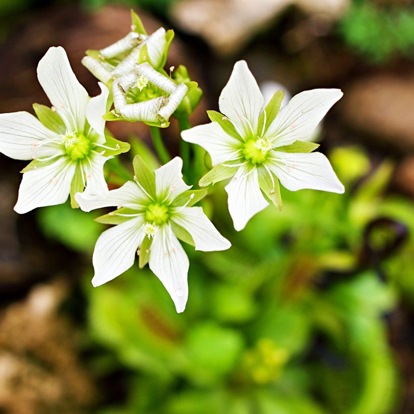 Semillas de Dionaea muscipula - Venus atrapamoscas (Floración)