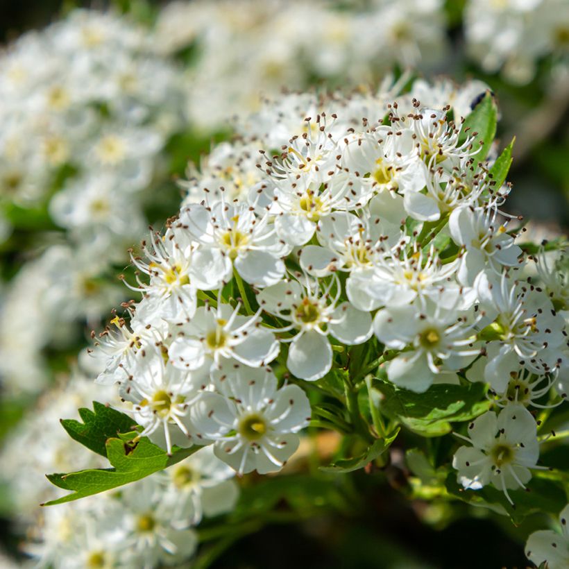 Semillas de Espino albar - Crataegus monogyna (Floración)