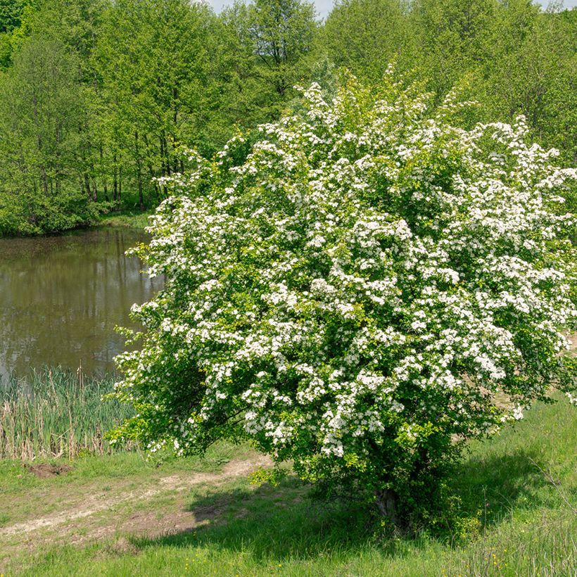 Semillas de Espino albar - Crataegus monogyna (Porte)