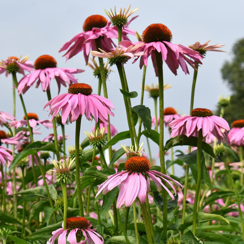 Echinacea purpurea Magnus (semillas) (Porte)
