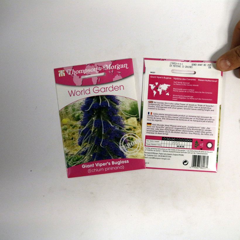 Ejemplo de ejemplar de Echium pininana - Tajinaste azul (semillas) saco de 10 semillas tal y como se entrega