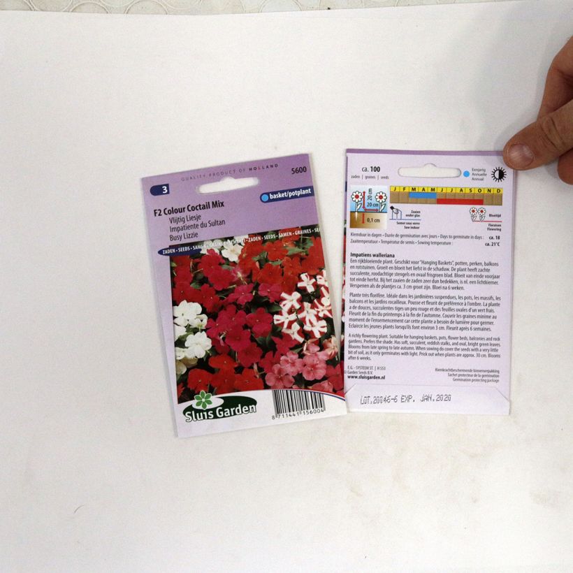 Ejemplo de ejemplar de Impatiens walleriana Colour Cocktail - Alegría de la casa saco de 100 semillas (0,07g) tal y como se entrega