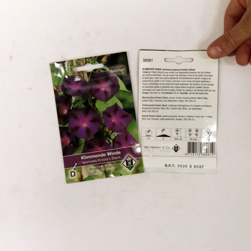 Ejemplo de ejemplar de Ipomoea purpurea Kniola's Black saco de 80 semillas (2g) tal y como se entrega