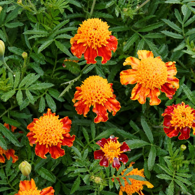 Tagete Orange Flame (Floración)