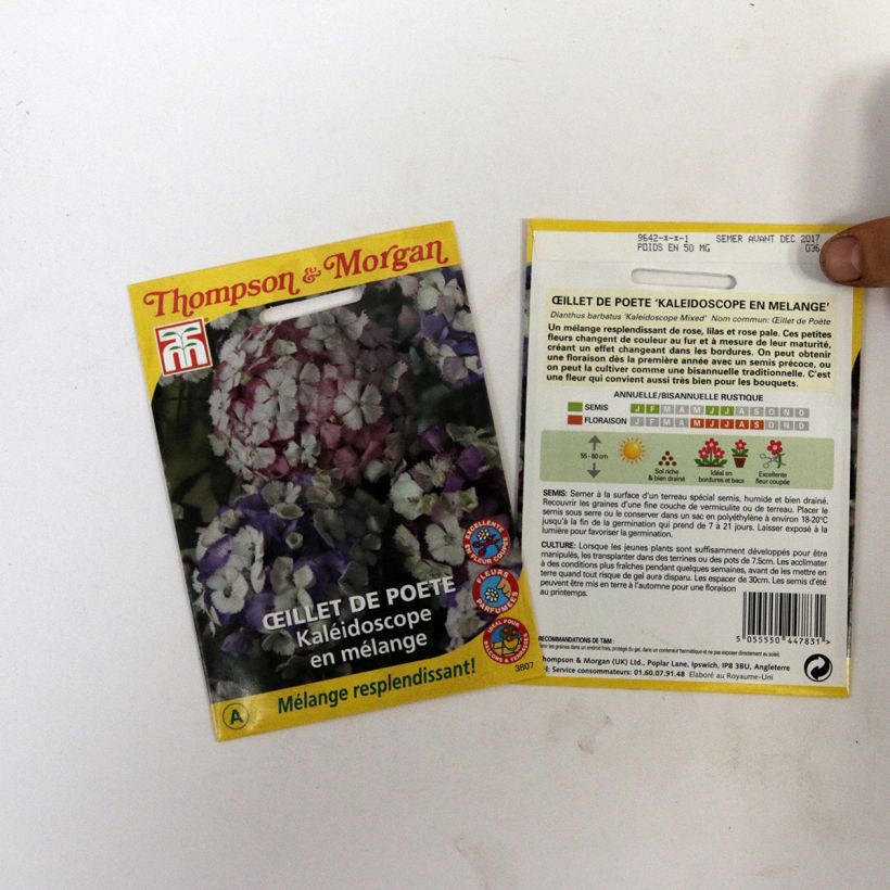 Ejemplo de ejemplar de Clavel del poeta Kaleidoscope Mixed - Dianthus barbatus saco de 40 semillas tal y como se entrega