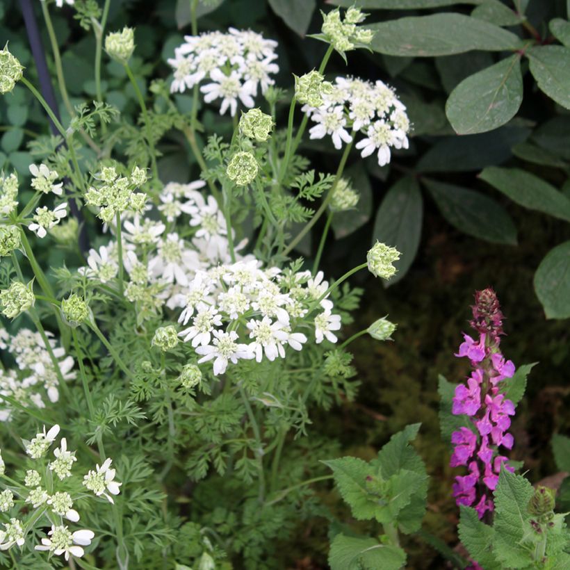 Orlaya grandiflora (semillas) (Porte)