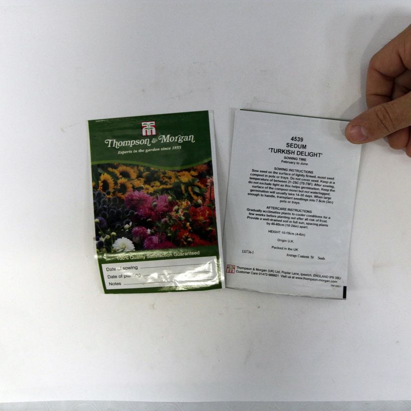 Ejemplo de ejemplar de Sedum ussuriense Turkish Delight saco de 50 semillas tal y como se entrega