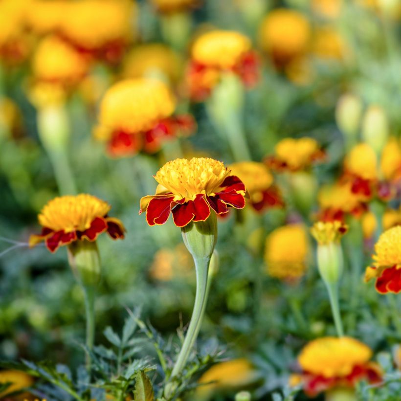 Tagetes patula Tiger Eyes (semillas) (Floración)