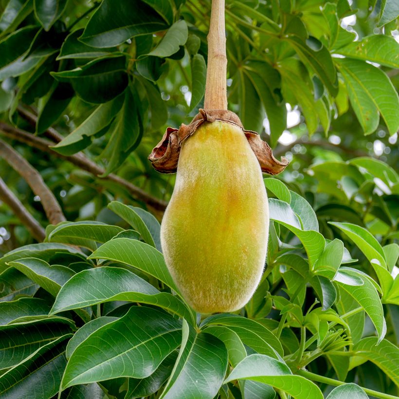 Graines de Baobab - Adansonia digitata (Cosecha)