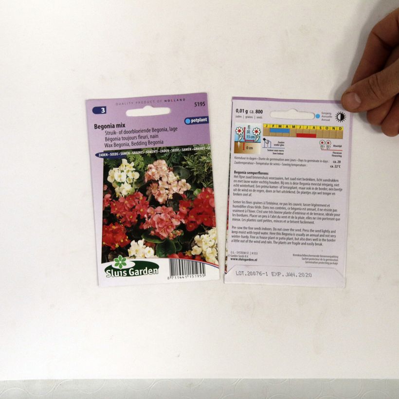 Ejemplo de ejemplar de Begonia Siempre-florida - Begonia de flor saco de 700 semillas (0,01g) tal y como se entrega