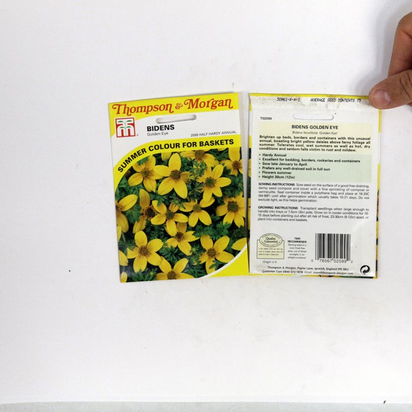 Ejemplo de ejemplar de Bidens ferulifolia Golden Eye saco de 150 semillas (0,5g) tal y como se entrega