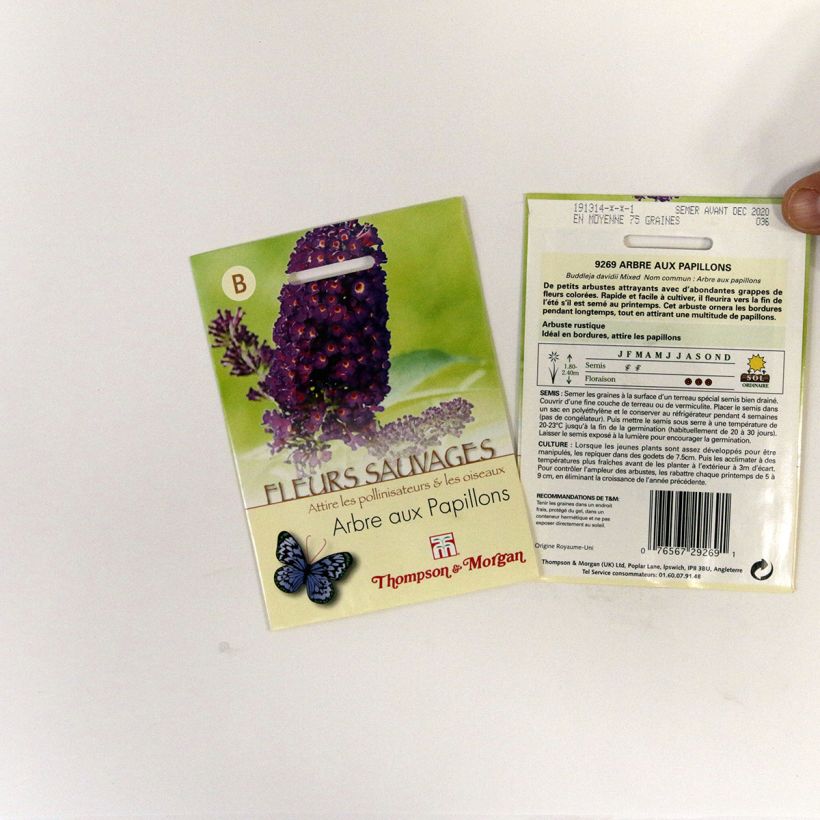 Ejemplo de ejemplar de Buddleja davidii saco de 75 semillas tal y como se entrega