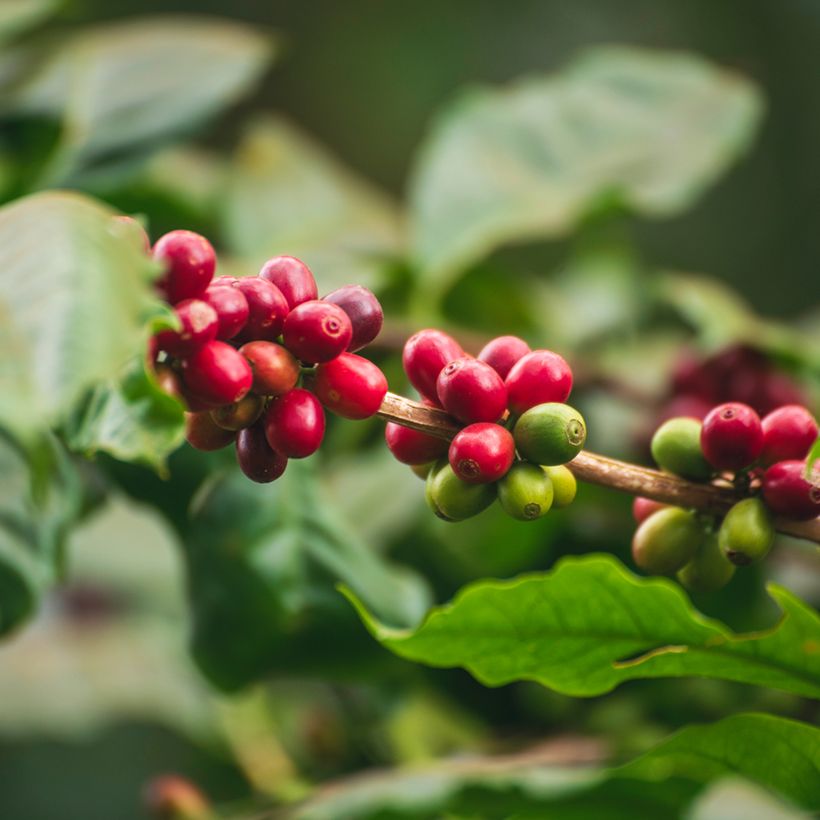 Semillas de Café Arábica - Coffea arabica (Cosecha)