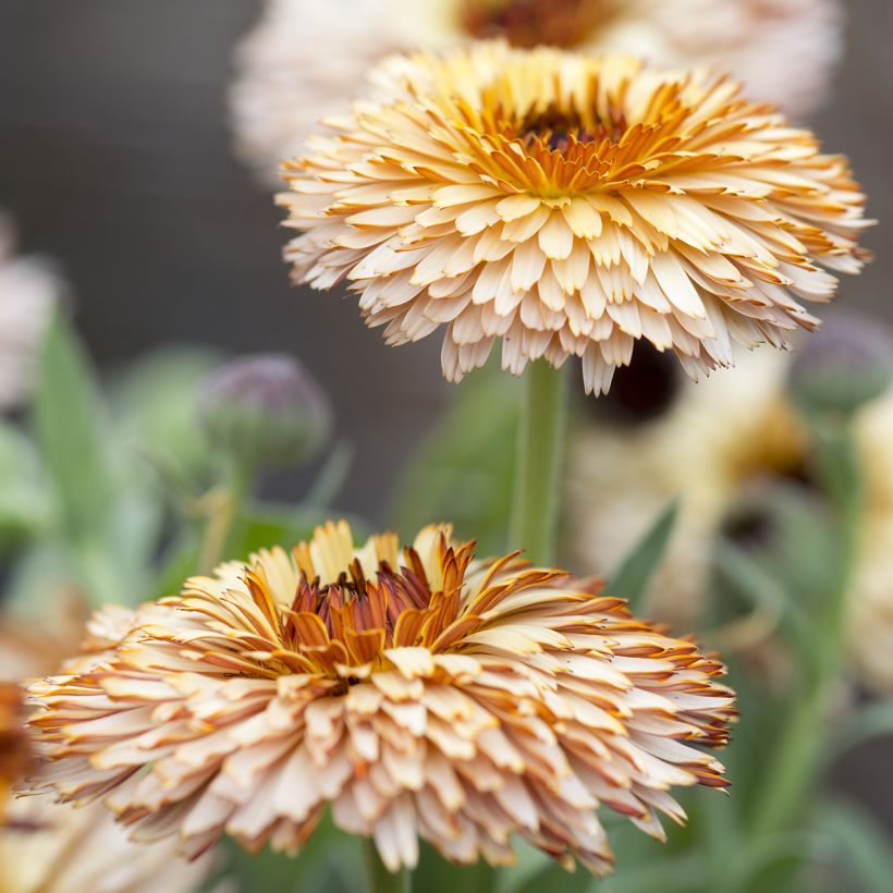 Calendula officinalis Pygmy Buff (Floración)