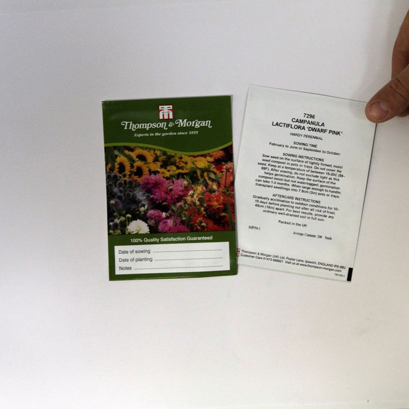 Ejemplo de ejemplar de Campanula lactiflora Dwarf Pink saco de 200 semillas tal y como se entrega