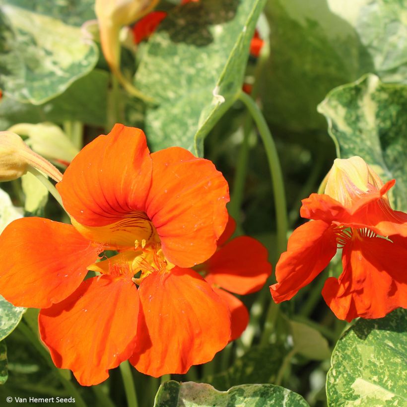 Capuchina enana Orange Troika (Floración)