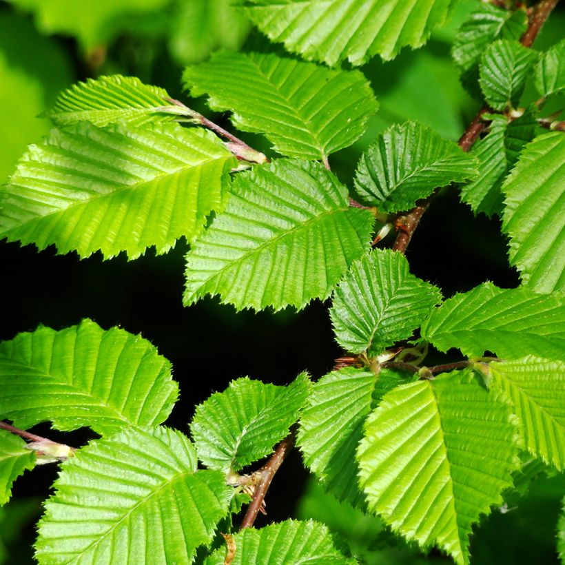 Semillas de Carpe - Carpinus betulus (Follaje)
