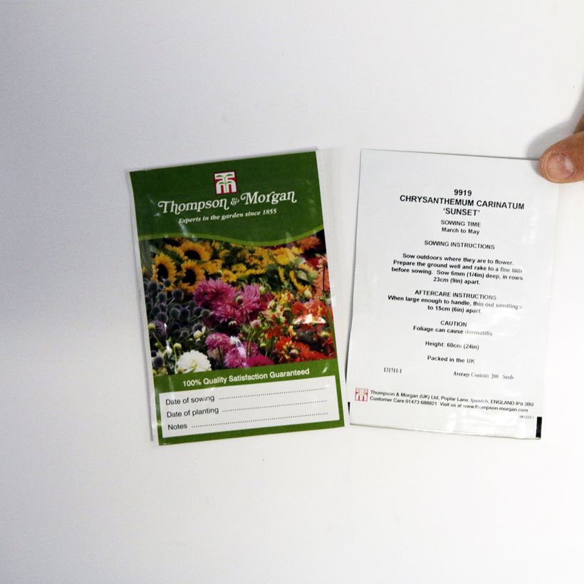 Ejemplo de ejemplar de Chrysanthemum carinatum Sunset - Crisantemo saco de 300 semillas (1g) tal y como se entrega