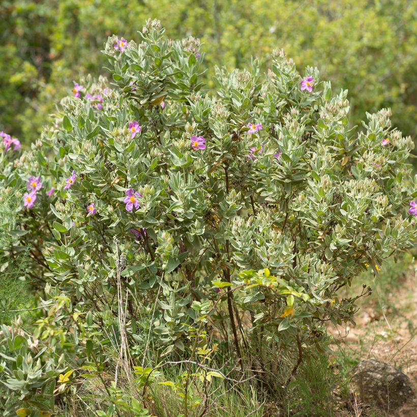 Graines de Ciste cotonneux - Cistus albidus (Porte)
