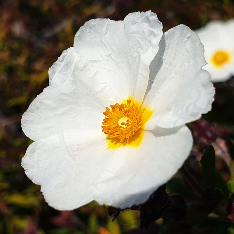 Graines de Ciste à feuilles de laurier - Cistus laurifolius (Floración)