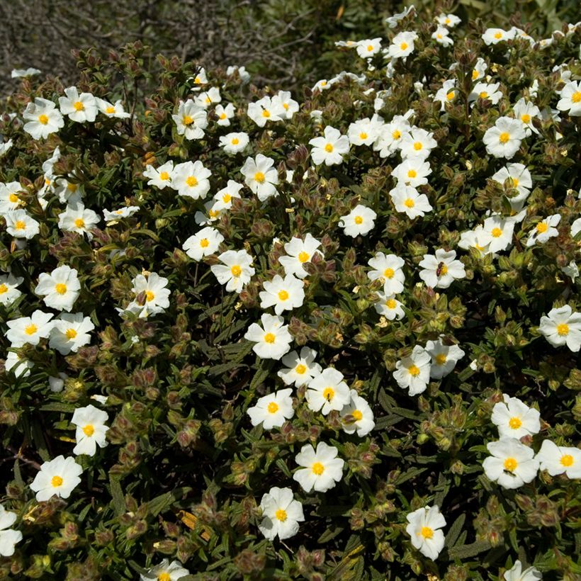 Semillas de Jara negra - Cistus monspeliensis (Porte)