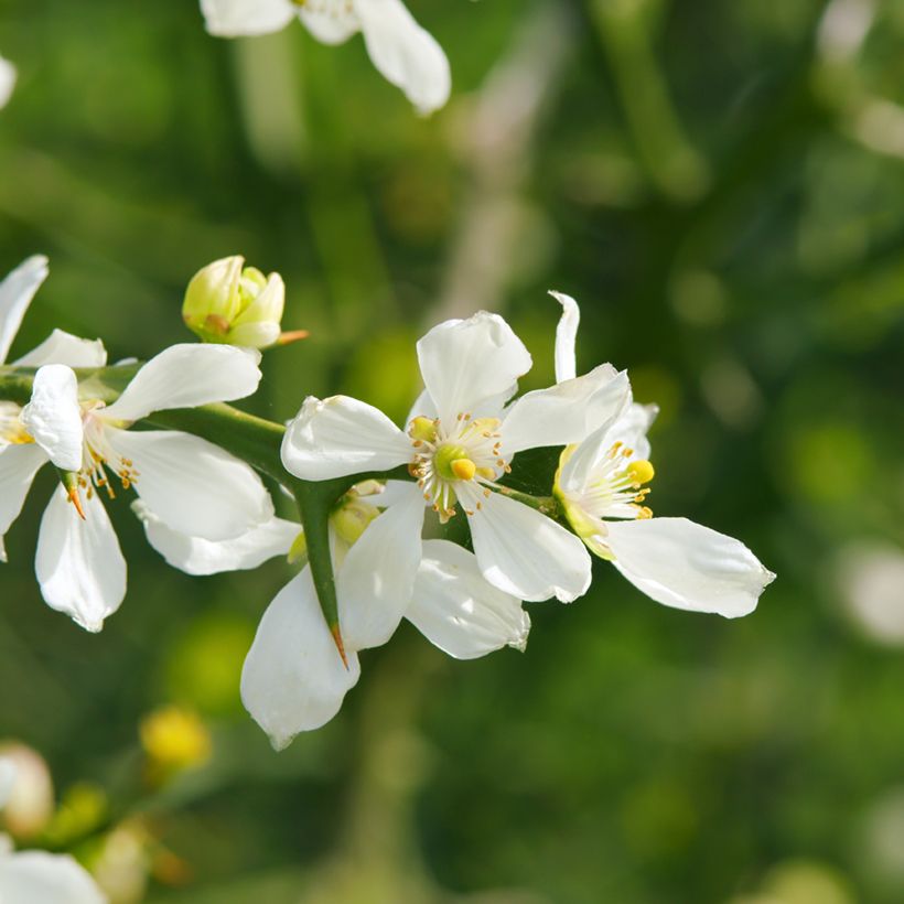 Semillas de Naranjo trifoliado - Poncirus trifoliata (Floración)