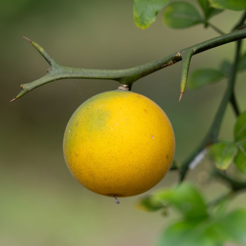 Semillas de Naranjo trifoliado - Poncirus trifoliata (Cosecha)