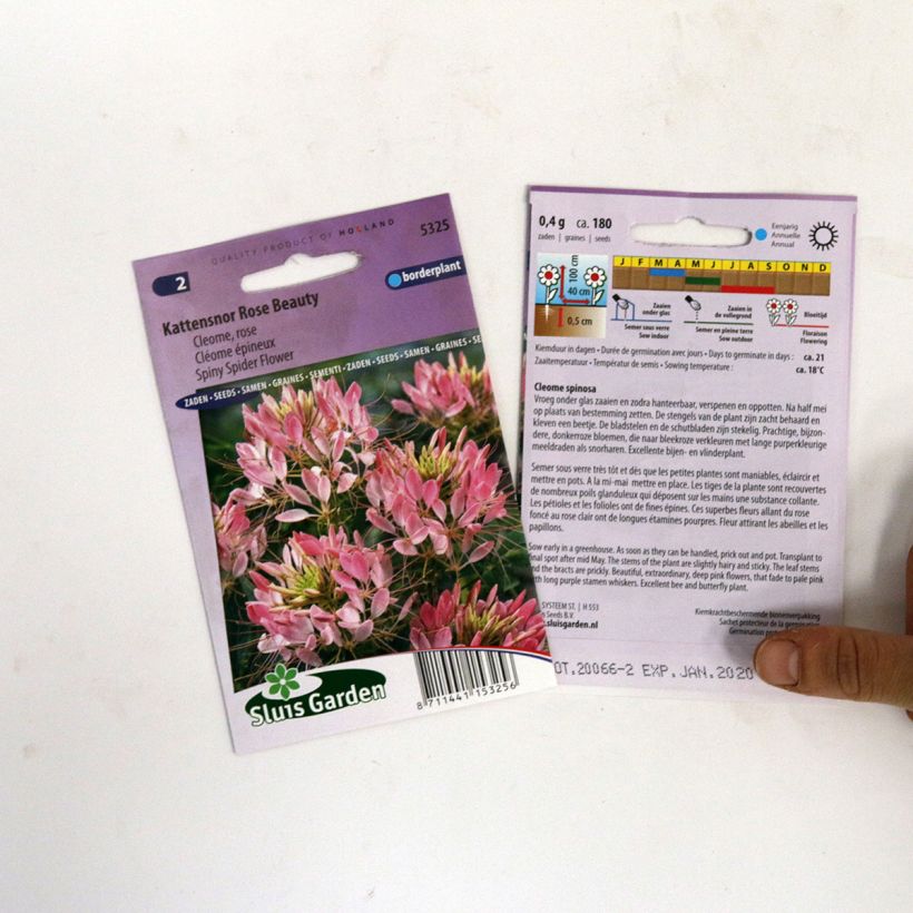 Ejemplo de ejemplar de Flor araña - Cleome hassleriana Rose Beauty saco de 180 semillas tal y como se entrega