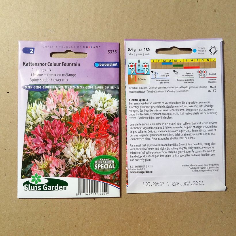 Ejemplo de ejemplar de Flor araña - Cleome hassleriana Colour Fountain Mix saco de 450 semillas (1g) tal y como se entrega