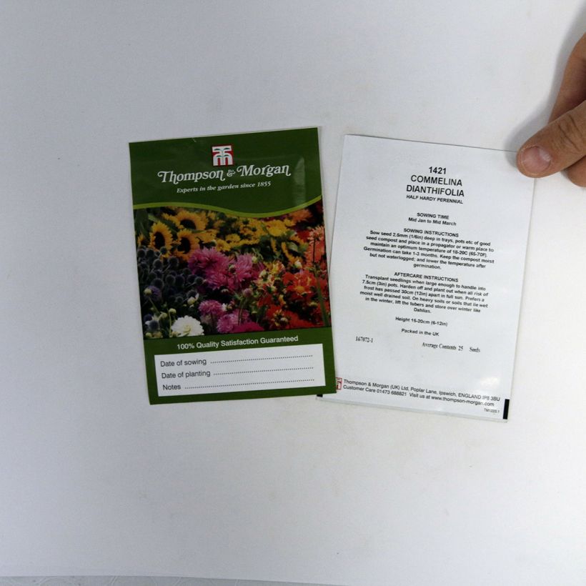 Ejemplo de ejemplar de Commelina dianthifolia saco de 25 semillas tal y como se entrega