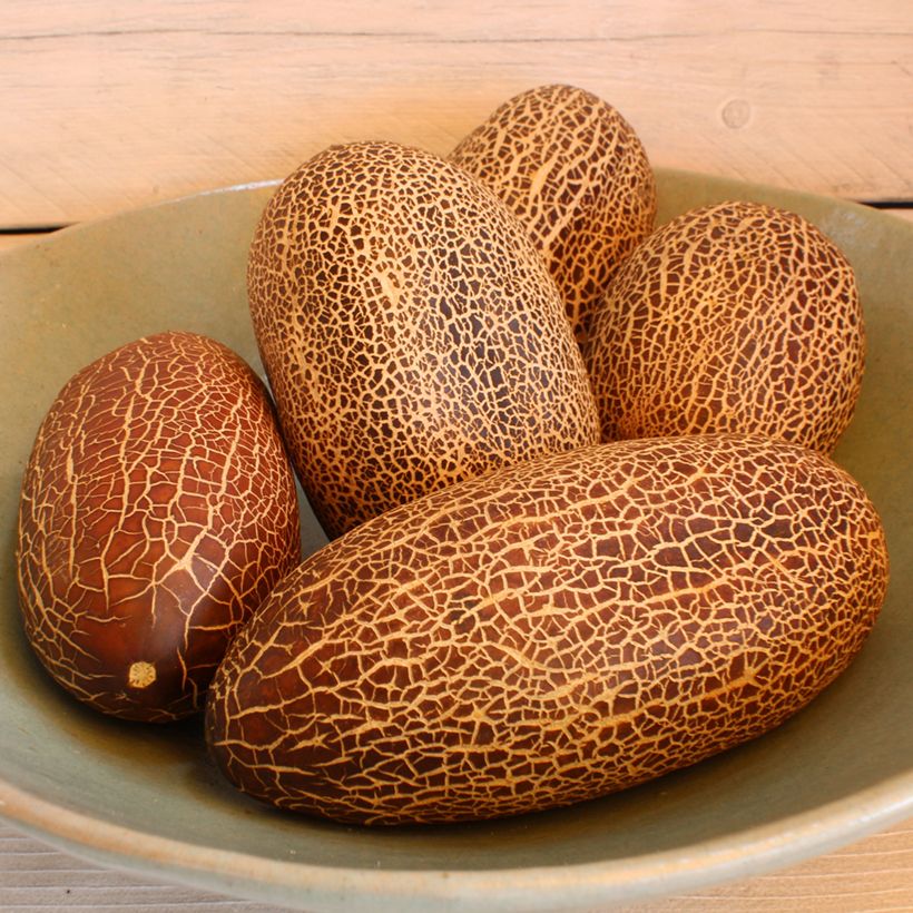 Pepino Sikkim (semillas) (Cosecha)