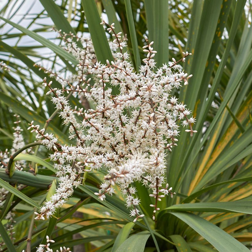 Semillas de Cordiline - Cordyline australis (Floración)