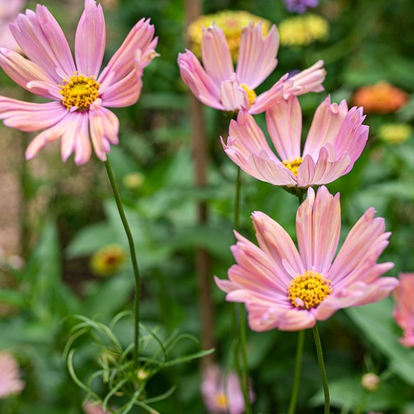 Cosmos bipinnatus Apricotta (semillas) (Floración)