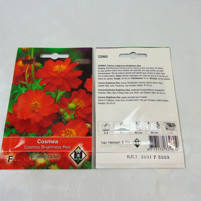 Ejemplo de ejemplar de Cosmos sulphureus Brightness Red saco de 40 semillas (0.5g) tal y como se entrega