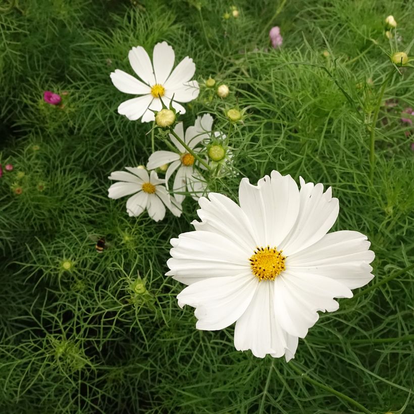 Cosmos bipinnatus Cupcakes White (Floración)