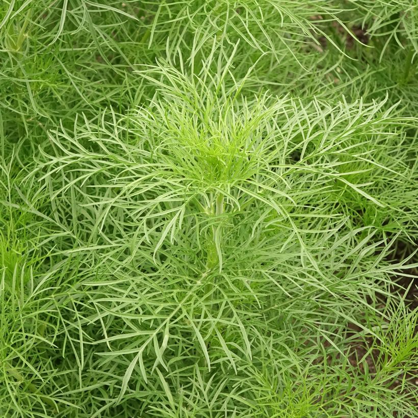 Cosmos bipinnatus Fandango (Follaje)