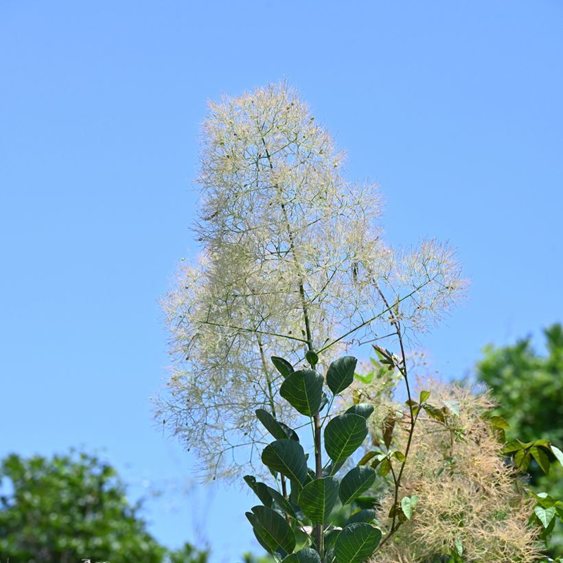 Semillas de Árbol de las pelucas - Cotinus coggygria (Floración)