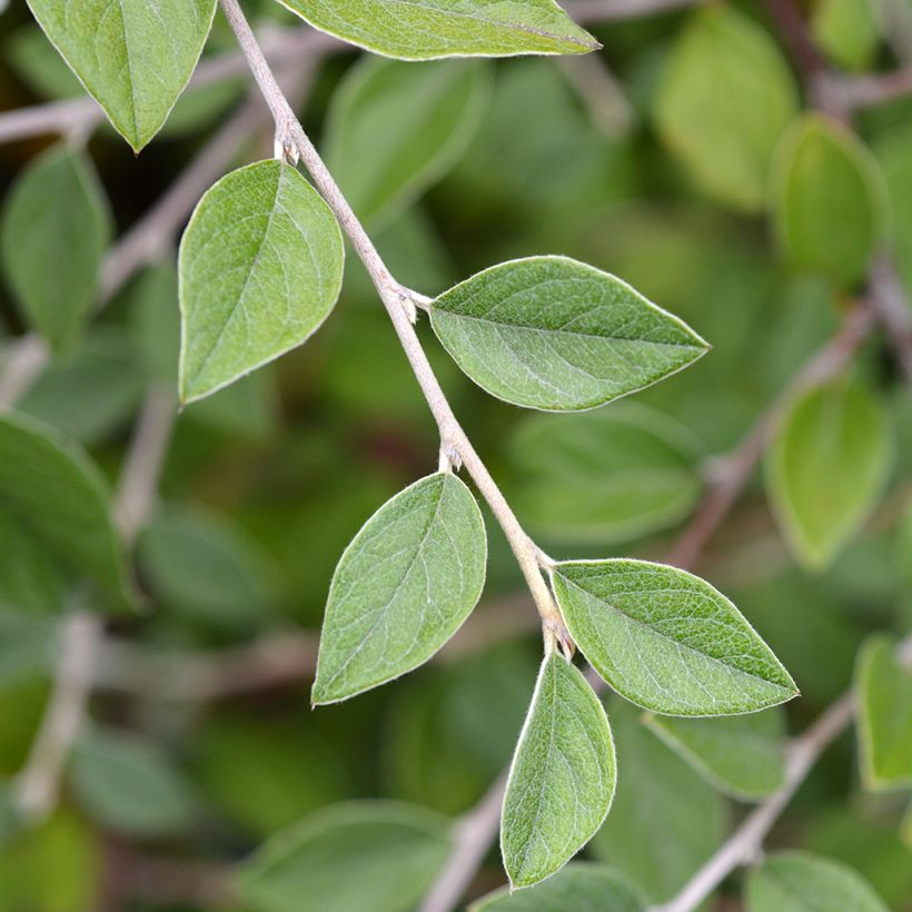Semillas de Cotoneaster franchetii (Follaje)