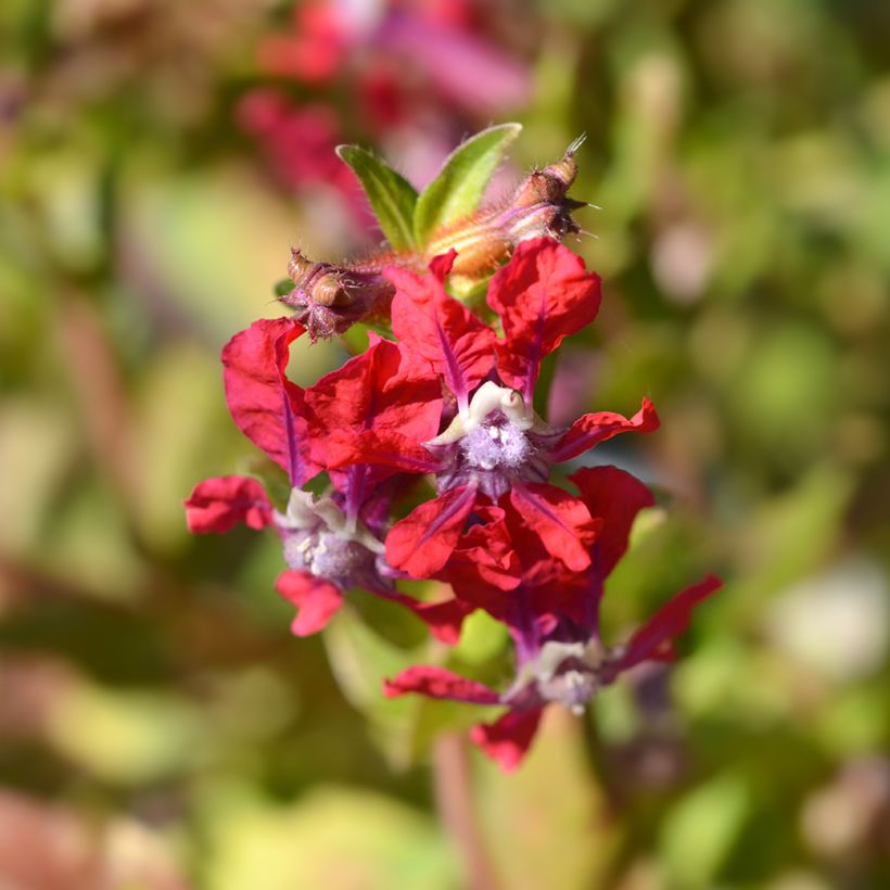Cuphea miniata Mix (semillas) - Cufea (Floración)