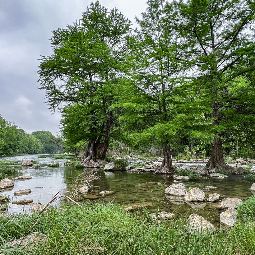 Graines de Cyprès-chauve - Taxodium distichum (Porte)