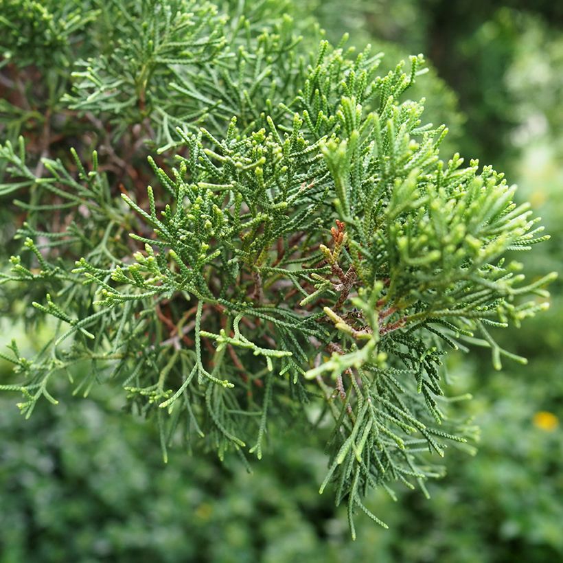 Graines de Cyprès de Provence (Follaje)
