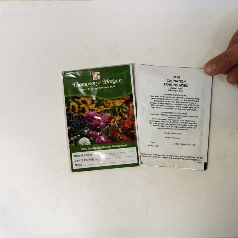 Ejemplo de ejemplar de Dianthus caryophyllus Trailing Carnations Mixed - Clavel saco de 100 semillas tal y como se entrega