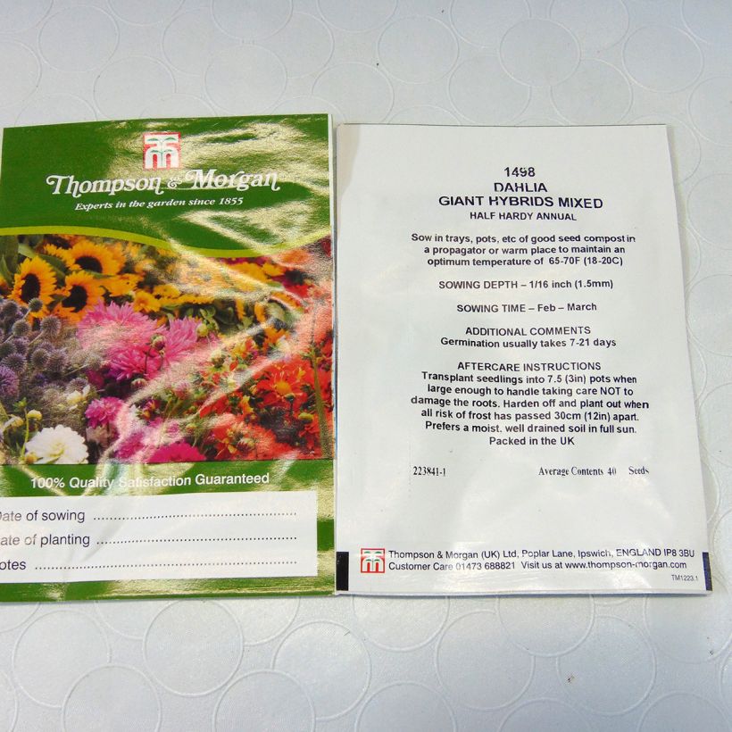Ejemplo de ejemplar de Dalia Giant Hybrids Mixed saco de 40 semillas tal y como se entrega