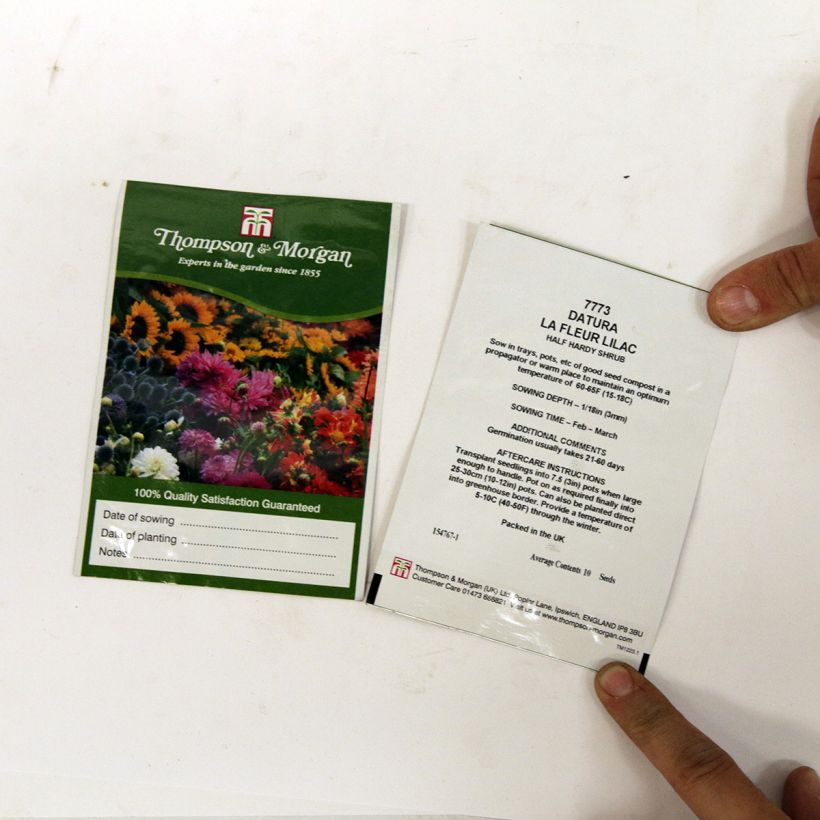 Ejemplo de ejemplar de Datura meteloides La Fleur Lilac saco de 8 semillas tal y como se entrega