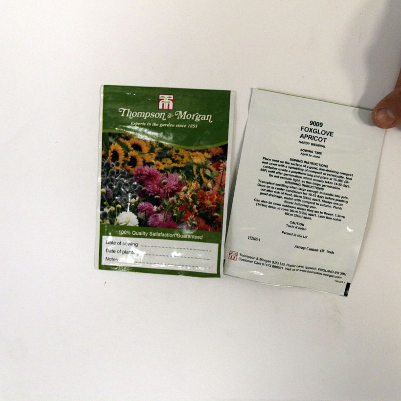 Ejemplo de ejemplar de Digitalis purpurea Apricot saco de 2550 semillas (0,3g) tal y como se entrega