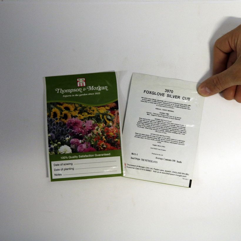 Ejemplo de ejemplar de Digitalis purpurea Silver Club saco de 100 semillas tal y como se entrega