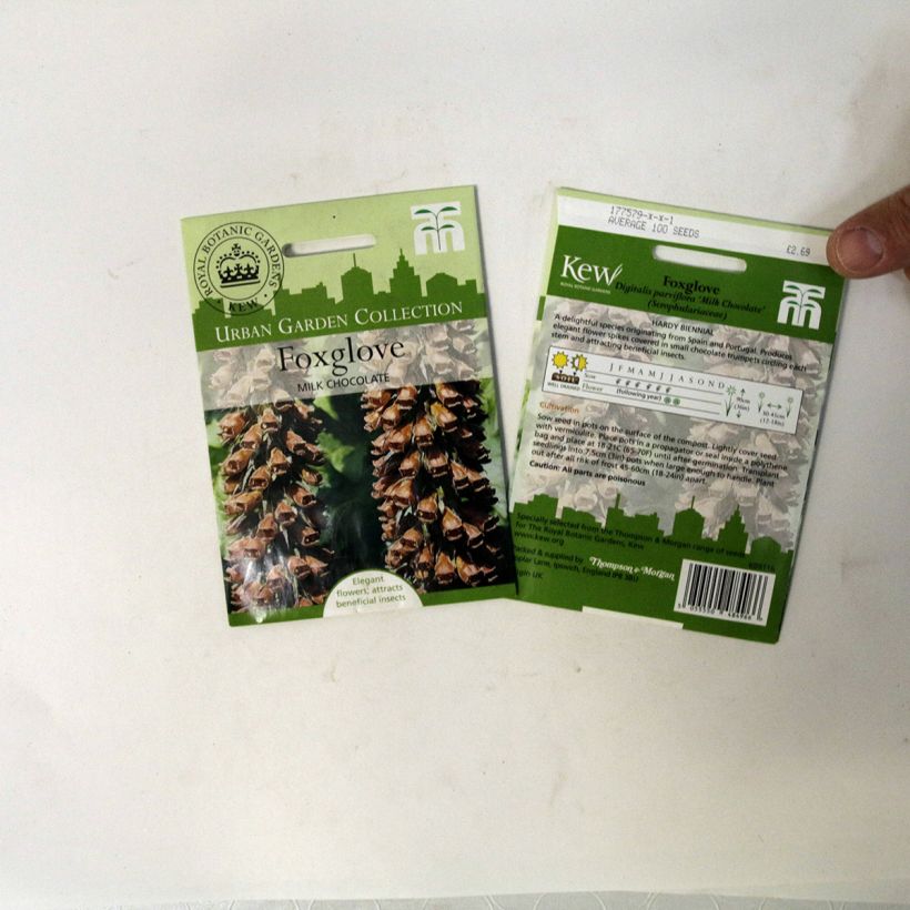 Ejemplo de ejemplar de Digitalis parviflora Milk Chocolate - Dedalera de flores pequeñas saco de 100 semillas tal y como se entrega