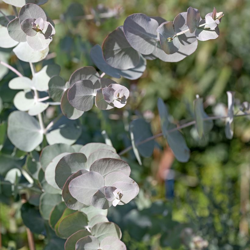 Eucalyptus cinerea Silver Dollar (semillas) (Follaje)