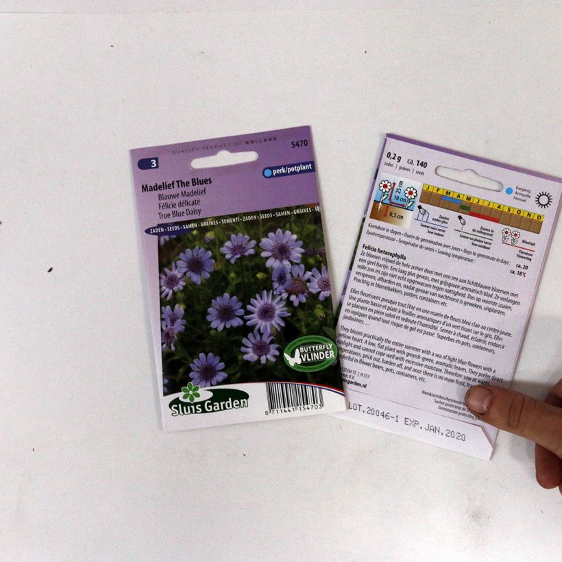 Ejemplo de ejemplar de Felicia heterophylla The Blues saco de 140 semillas tal y como se entrega